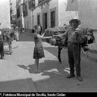 Un personaje que antaño recorría las calles con su cargamento de barro, alojado entre pajas, a lomos de un viejo borriquillo voceando “El botijerooo” ©ICAS-SAHP, Fototeca Municipal de Sevilla, fondo Gelán