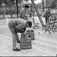 Trabajos de recogida de la naranja agria en la Plaza Nueva con personal de la empresa Maese. La exportación para la elaboración de mermeladas alcanzó su mayor volumen en la década de 1970. Marzo de 1970. ©ICAS-SAHP, Fototeca Municipal de Sevilla, fondo Serrano